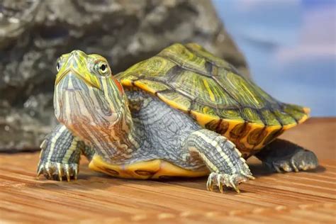 How To Take Care Of Hatchling Red Eared Slider Turtles?