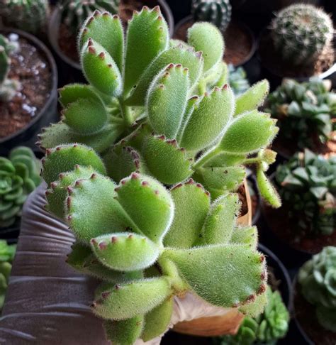 Bear paw plant /Cotyledon tomentosa – Succulent Gallery