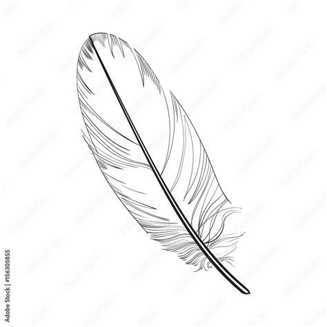 Hand drawn smoth, black and white tropical, exotic bird feather, sketch style vector ...