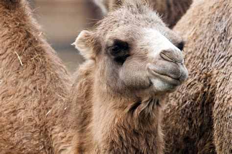 Bactrian camel stock image. Image of bactrian, steppe - 28976053