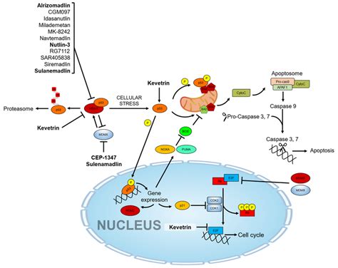 p53 molecular pathway and pharmacological activators. The drugs under ...