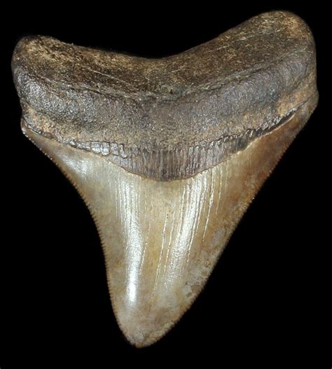 Brown, Serrated, 3.06" Fossil Megalodon Tooth - Georgia For Sale (#50479) - FossilEra.com