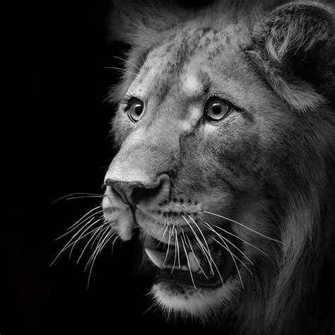 Portrait of Lion in black and white II Photograph by Lukas Holas - Pixels