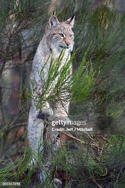 Lynx Cub Photos and Premium High Res Pictures - Getty Images