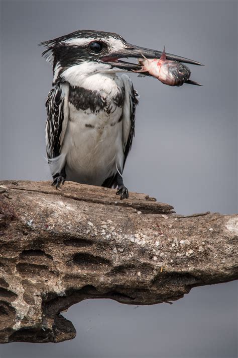 Pied Kingfisher - Owen Deutsch Photography