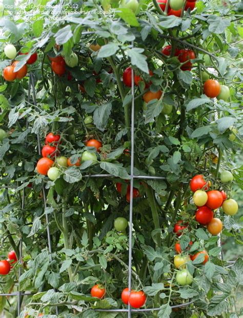 PlantFiles Pictures: Tomato, Greenhouse 'Campari' (Lycopersicon lycopersicum) by jrneubauer