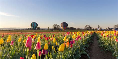 The Best Spring Flower Festivals for Seeing the Season in Full Bloom