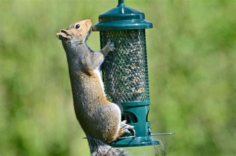 Squirrel Buster Standard Bird Feeder | The Grass People