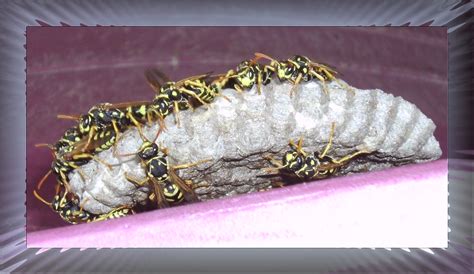 Patio Wasp Nest 3 by Windthin on DeviantArt