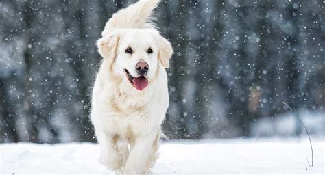 324 Cute and Funny Golden Retriever Names - Animal Hype