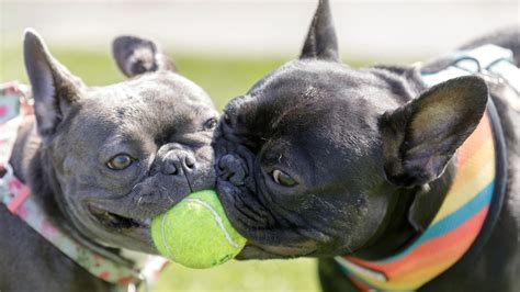 The 15 Best Dog Fetch Toys to Keep Play Interesting