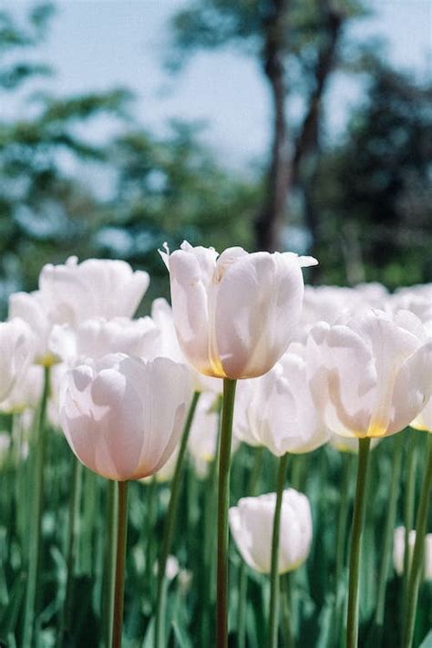 White Tulips in Garden · Free Stock Photo