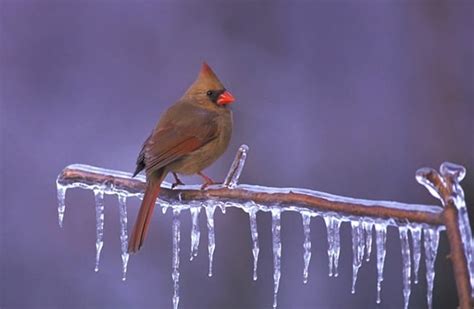 Northern Cardinal - Description, Habitat, Image, Diet, and Interesting ...