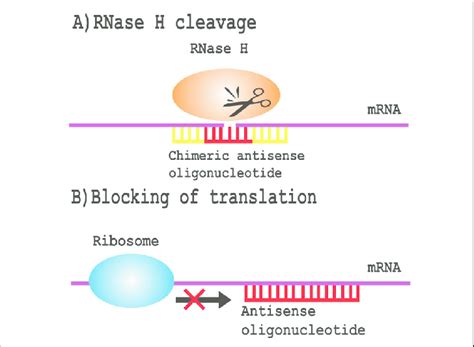 Mechanism of antisense oligonucleotide activity | Download Scientific ...