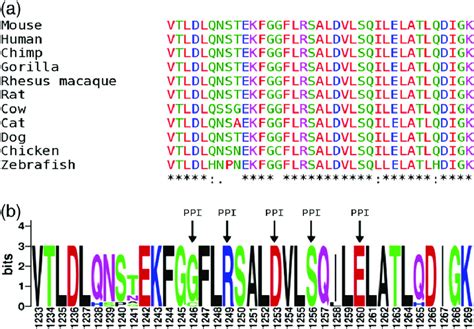 Multiple protein sequence alignment of HTT exon 29. Multiple protein ...