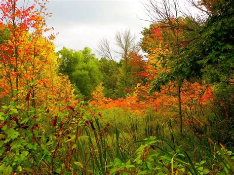 Wetlands - East Leroy, Michigan | Wetland, Country roads, Favorite places