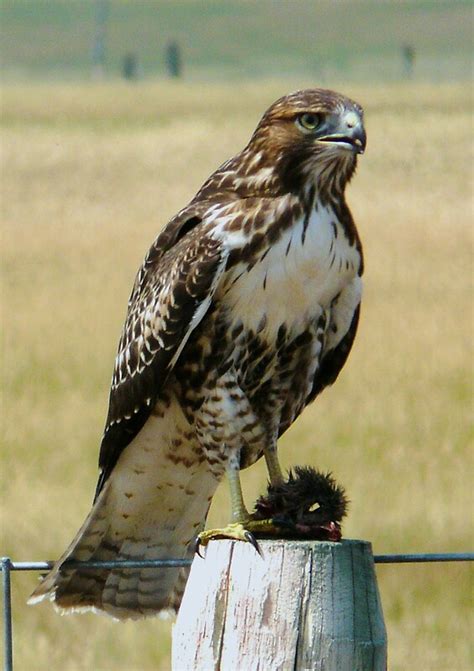 "Juvenile Golden Eagle with Prey" by lokn4sure | Redbubble