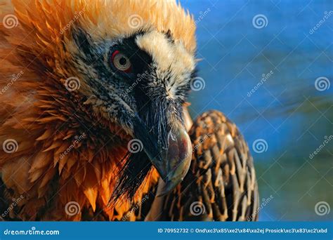 Bearded Vulture, Gypaetus Barbatus, in Stone Habitat, Detail Bill Portrait, Spain Stock Photo ...