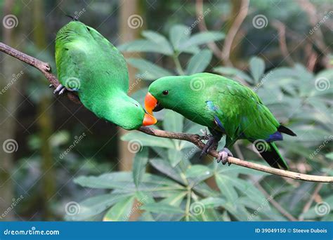 Green parakeets stock photo. Image of fauna, colorful - 39049150