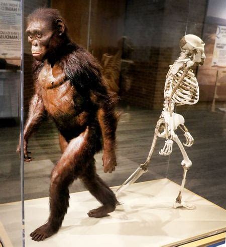 Cleveland Museum of Natural History celebrates Lucy, its famous hominid ...