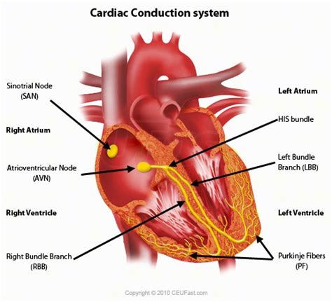 Cardiac Conduction System | Electricalvoice