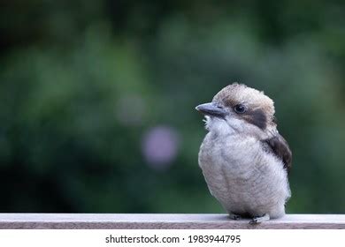 Portrait Baby Kookaburra Bird Native Australia Stock Photo 1983944795 | Shutterstock