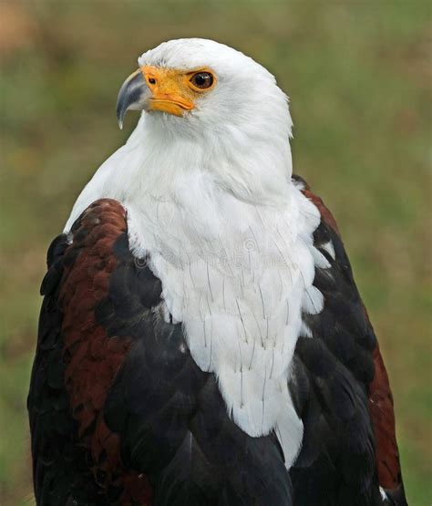 Portrait of an African Sea Eagle Stock Image - Image of flying, eagle: 124675823