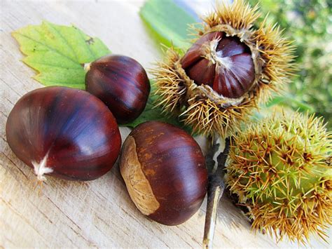 What Are Chestnuts?