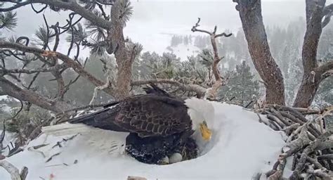 Big Bear bald eagles sit on eggs in snow as fans watch for hatchling - Los Angeles Times