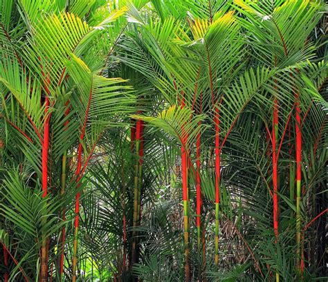 10 RED Sealing Wax "Lipstick" Palm Tree Seeds (Cyrtostachys Renda ...