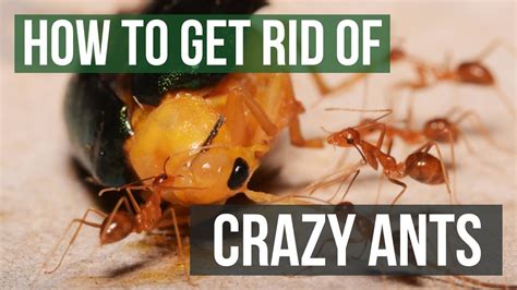 Crazy Ants In The Kitchen - Crazy Loe