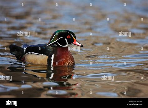 Breeding male wood duck hi-res stock photography and images - Alamy