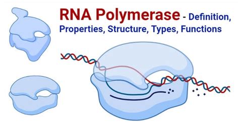 Rna Polymerase Structure And Function