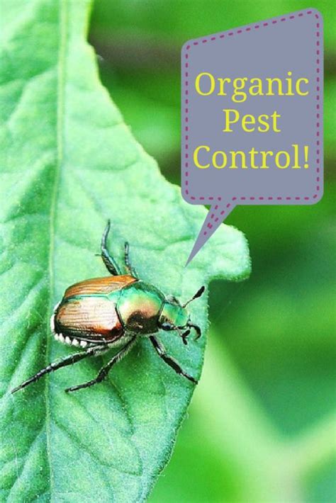 10 Organic Pest Control Methods to Use in Your Garden | Organic pest ...