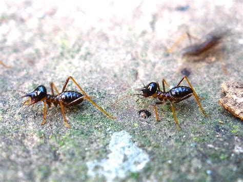 black termites | Flickr - Photo Sharing!