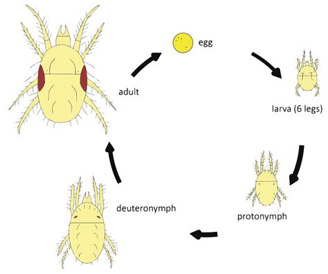 Watch out for grain mites in stored grains and pulses | Kelvin Cave Ltd