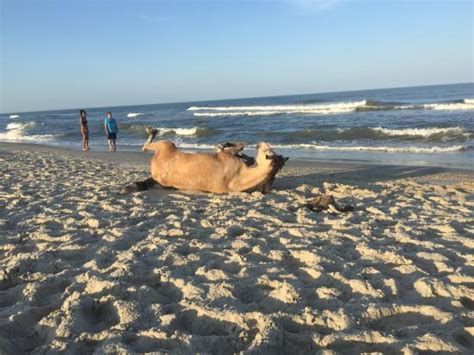 Lovely little horse. - Picture of Assateague Island National Seashore ...