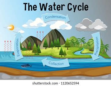 Water Cycle Illustration Infographic Vector Image: Vector có sẵn (miễn ...