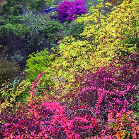 Map of dawyck botanic Garden. Map: david Mason. | Download Scientific ...