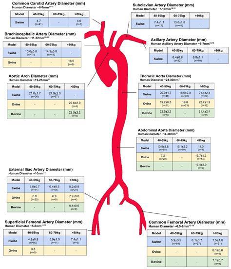 Assessment of Large Animal Vascular Dimensions for Intra-Aortic Device ...