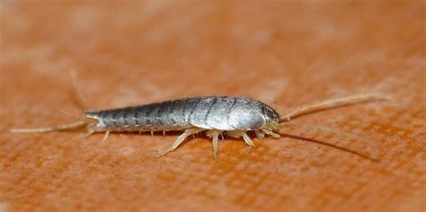 Why & How Do I Have Silverfish in My House - Green Giant Services