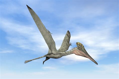 Pteranodon VS Pterodactyl: 2 Cool Reptiles' Differences