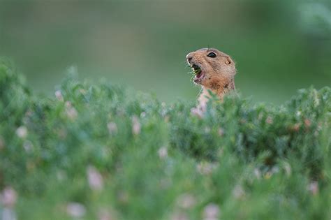 Prairie Dog, Utah | Sean Crane Photography