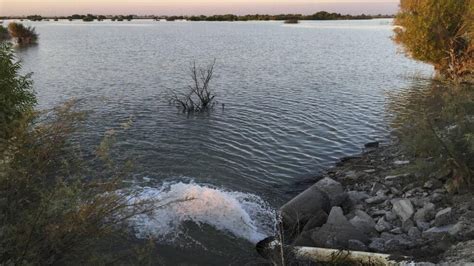 How Avian Botulism Threatens California's Resurgent Tulare Lake - Sustainability Awakening