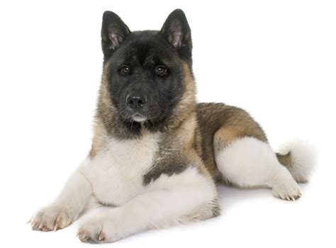 Akita Dog Breed Information, Pictures, Characteristics & Facts - Dogtime