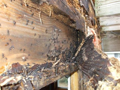 Termite: Repairing Termite Damage