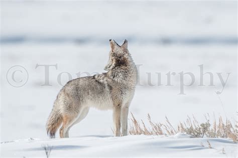 Coyote Howling – Tom Murphy Photography