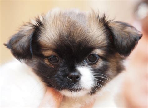 Shih Tzu Chihuahua Mix (A.K.A. Shichi) Breed Info & 21 Pictures - Animalso