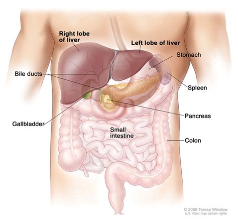 Liver Cancer Symptoms And Risks | Digestive Health Specialists