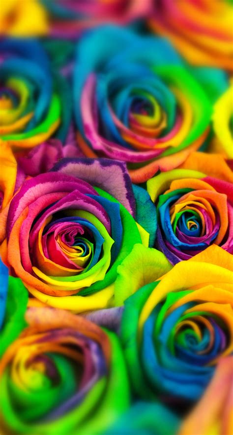 Rainbow Rose Wallpapers - Wallpaper Cave